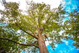 Best Tree Trimming and Pruning  in Monongahela, PA